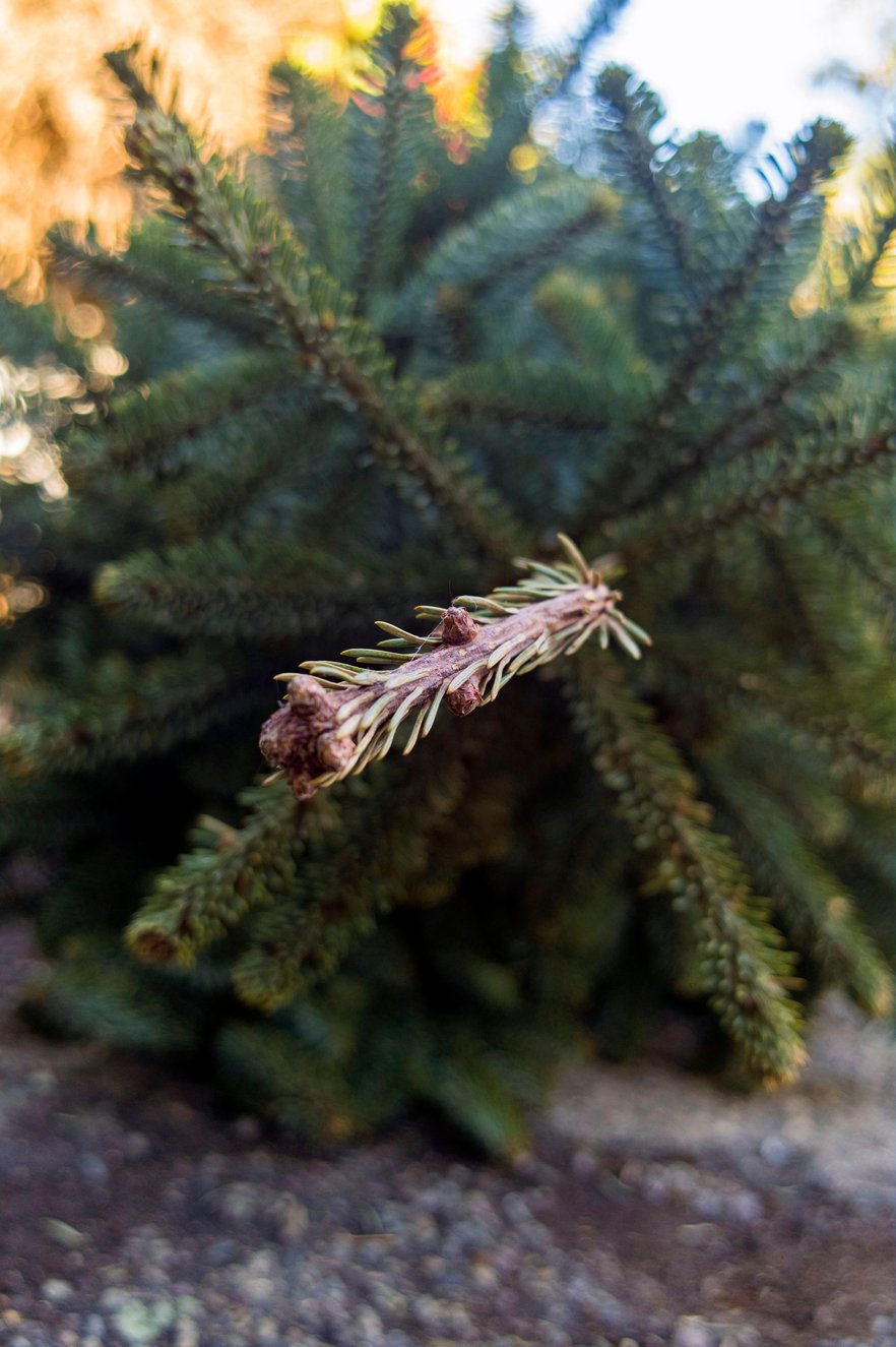 recycle_christmas_tree