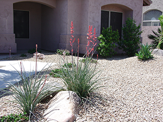 red_yucca_landscape