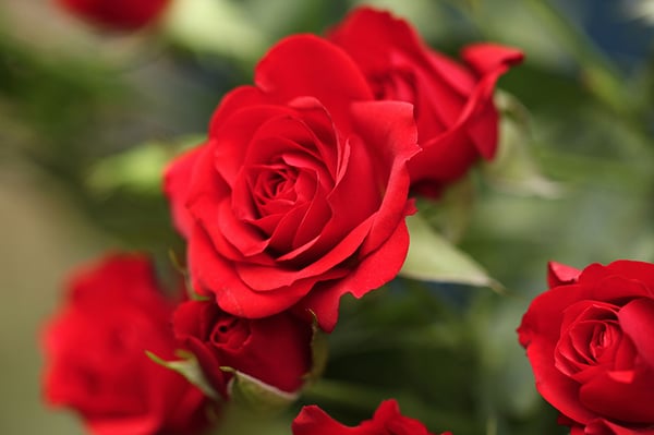 close-up of red roses