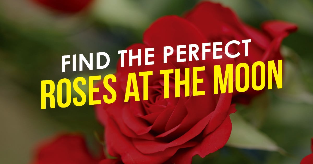 Find the Perfect Roses at the Moon
