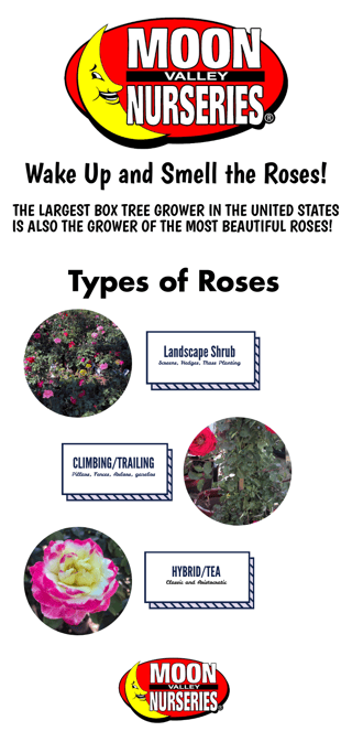 roses_infographic.png
