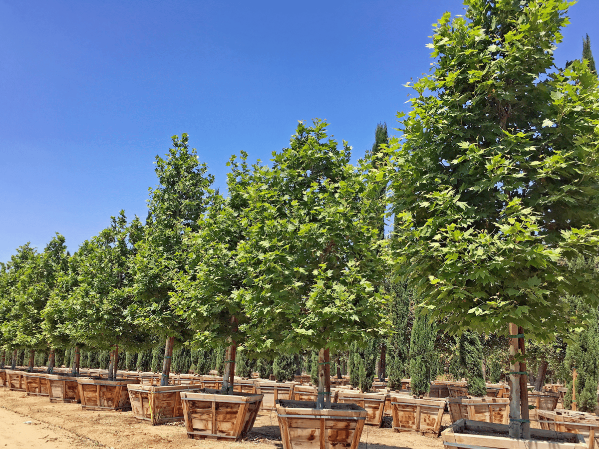 5 Best FastGrowing Trees for Vibrant Fall Color in Texas