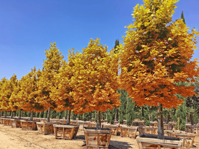 Arizona Sycamore golden fall foliage