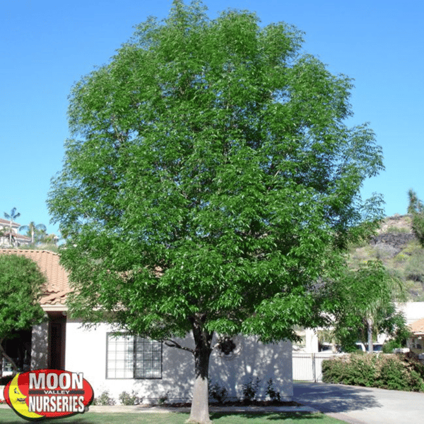 shamel 'evergreen' ash moon valley nurseries