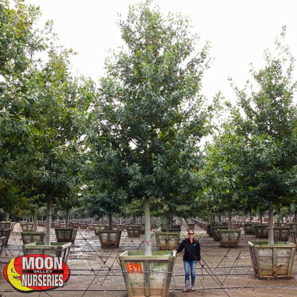 shumard oak moon valley nurseries texas