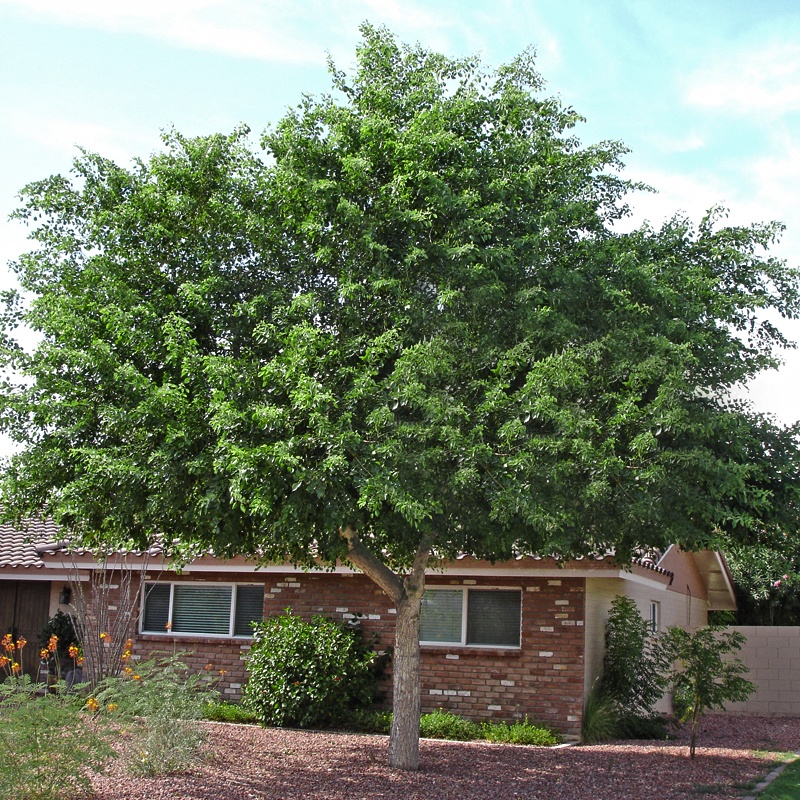 What are Coastal Aspen Trees?