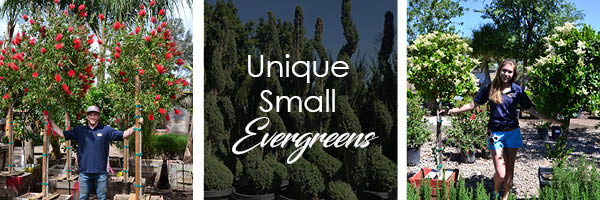 small unique hedges-1
