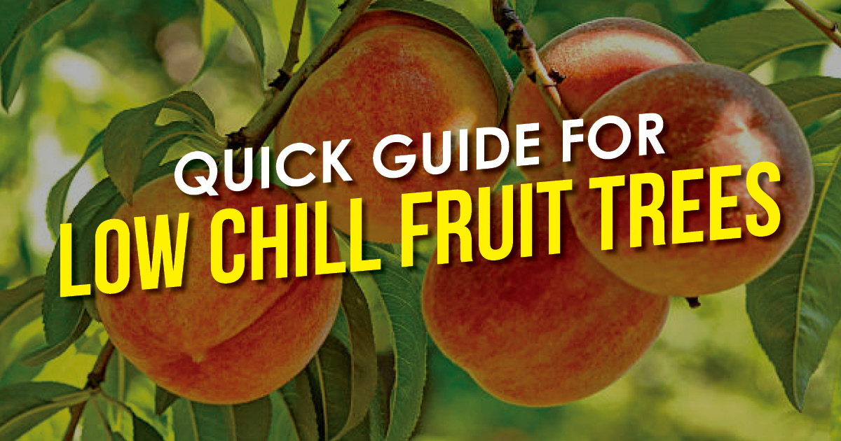 Quick Guide for Low Chill Fruit Trees text on image peaches