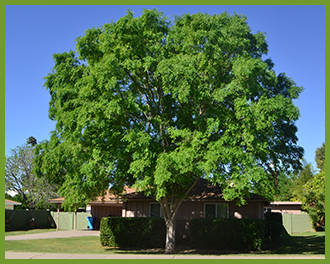 Chinese-elm-1.png