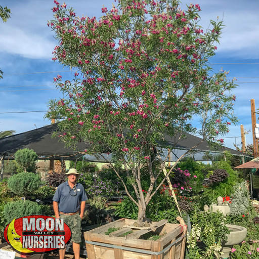 DESERT WILLOW