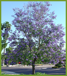 Jacaranda.png