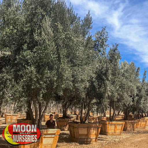 MANZANILLO OLIVE tree in nursery