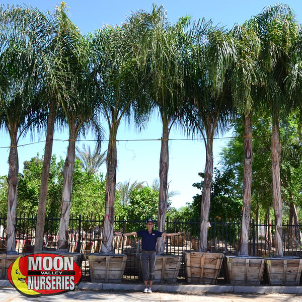 Piru Queen palm moon valley nurseries
