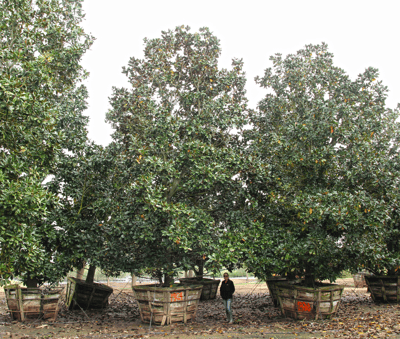 Southern Magnolia 1-3