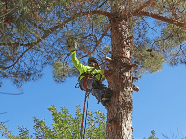 Tree Trimming #3