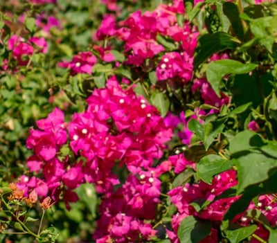 bougainvillea