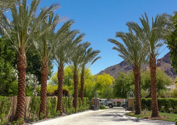 date palms lining a driveway