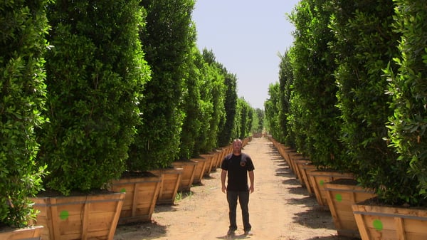 ficus nitida columns in row