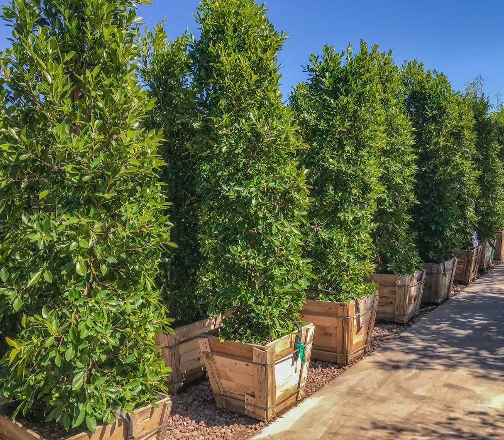 HEDGES THAT OFFER YOUR HOME PRIVACY AND MORE!