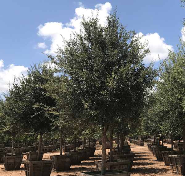 southern live oak