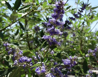 vitex-3