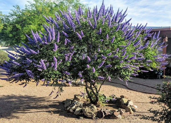 vitex in landscape