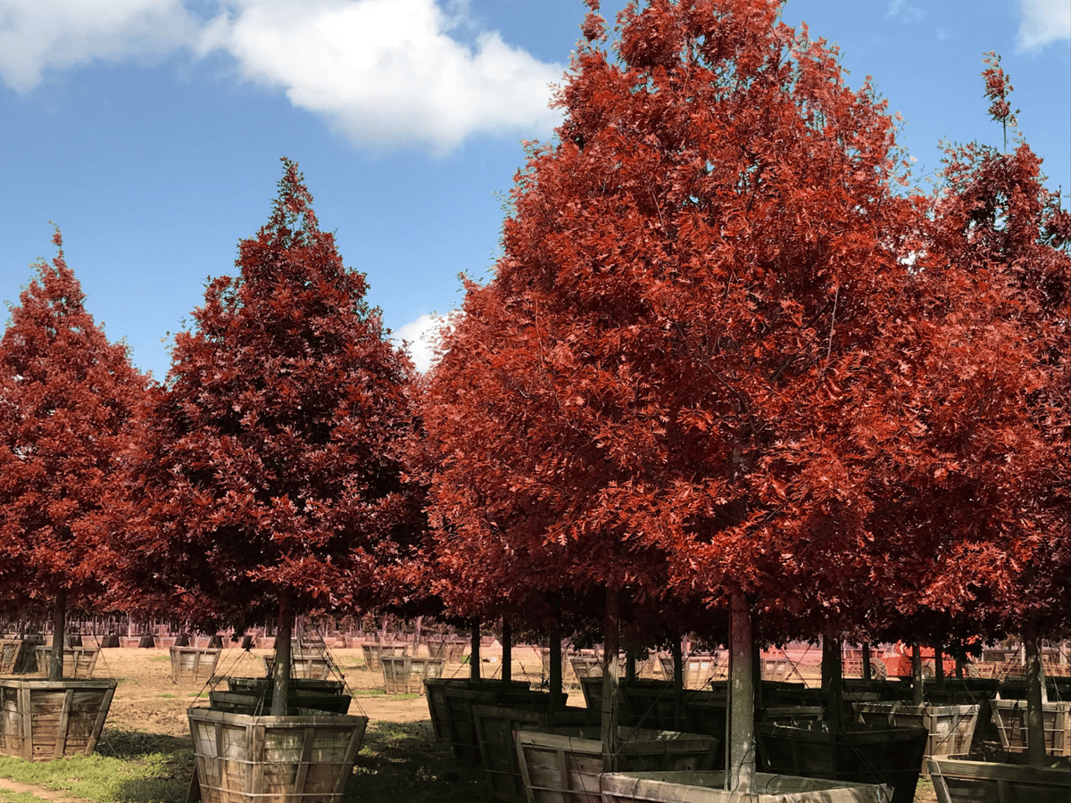5 Best FastGrowing Trees for Vibrant Fall Color in Texas