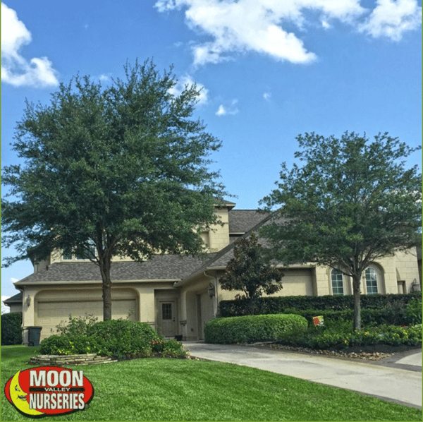 pix Backyard Trees Texas 5 evergreen trees for front yard privacy