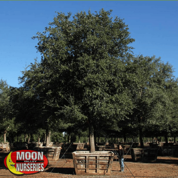 southern live oak oak tree moon valley nurseries