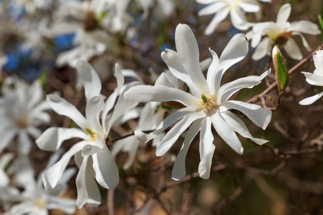 Magnolia Trees 7 Elegant Magnolias for Any Texas Landscape