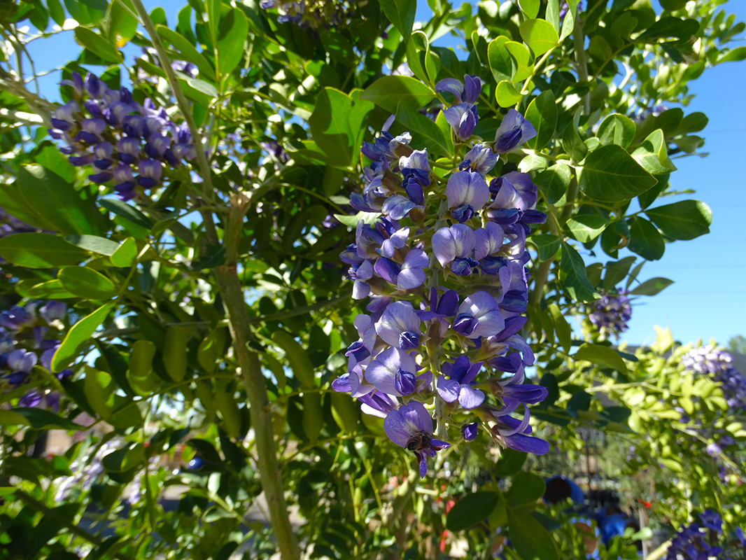 texas_mtn_laurel_bloom