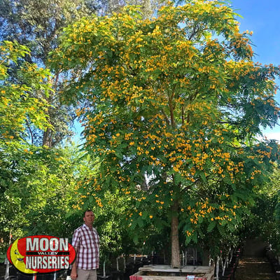 tipu tree yellow blooms