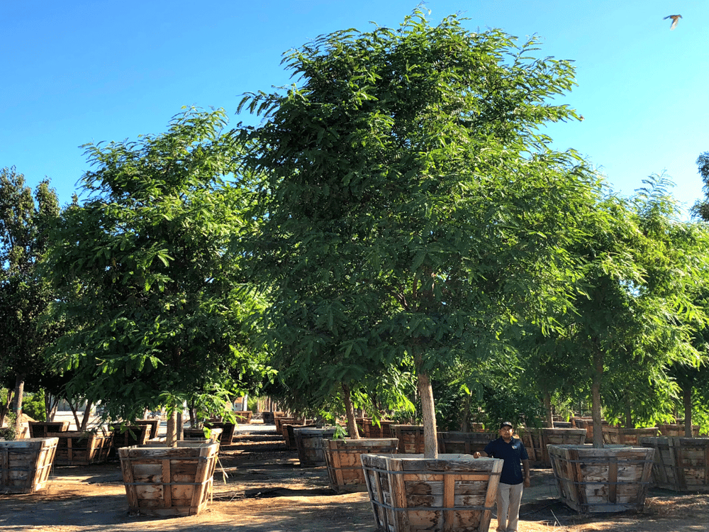 FASTGROWING SHADE TREES EVERYTHING YOU NEED TO KNOW