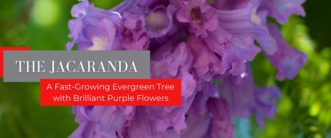 JACARANDA: A FAST-GROWING EVERGREEN TREE WITH BRILLIANT PURPLE FLOWERS