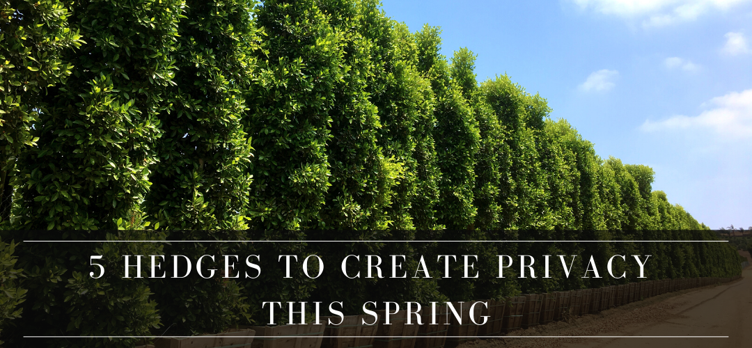 5 hedges for privacy in your yard this spring