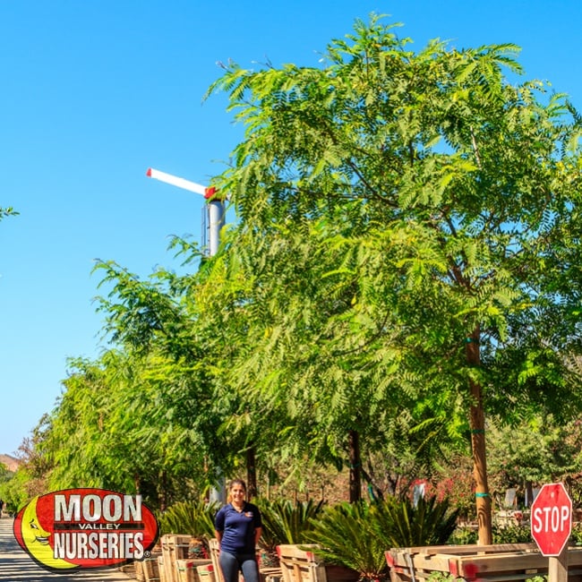 specimen tipu trees