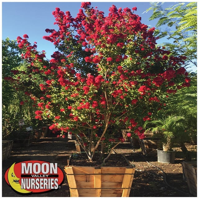 Top 5 Flowering Trees For Socal Enjoy The Summer Blooms