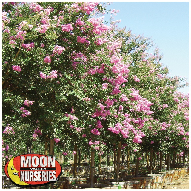 pink crape myrtle blooming