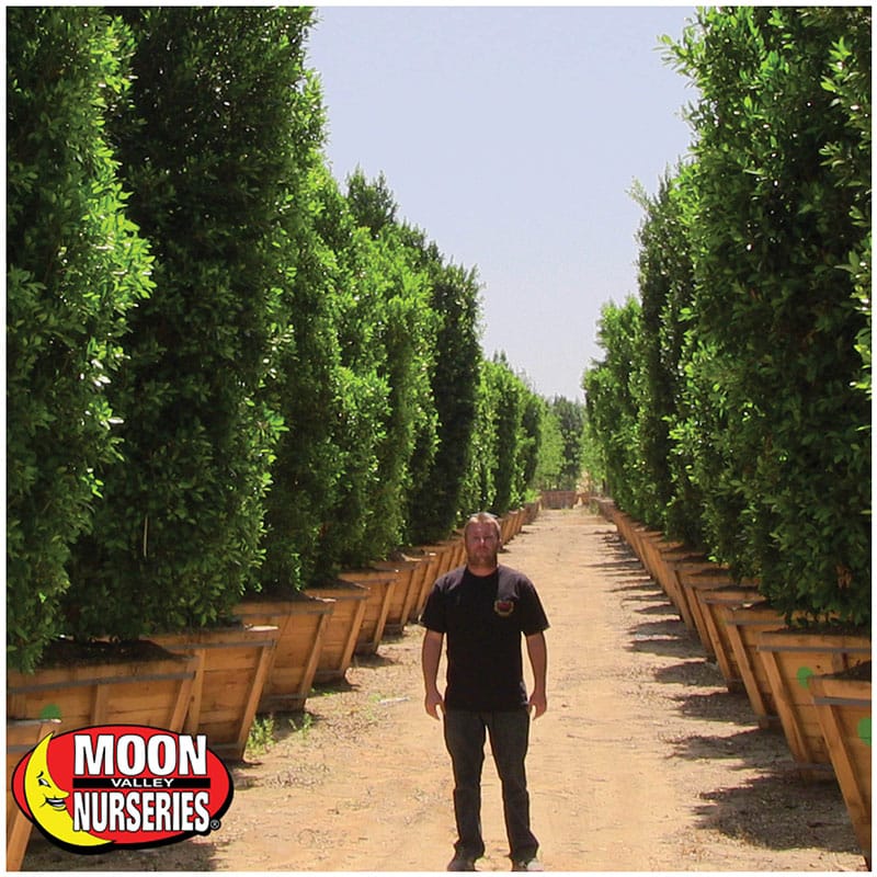 Ficus Nitida Columns for sale at moon valley nurseries