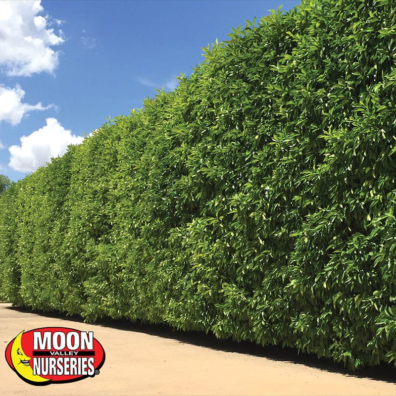 Ficus nitida columns / Hollywood Hedges at Moon Valley Nurseries