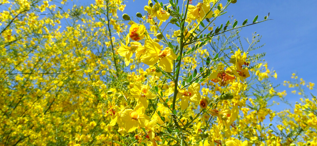 Names Of Yellow Spring Shrubs