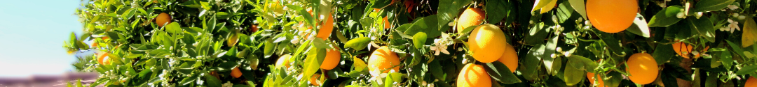 oranges on orange tree in backyard