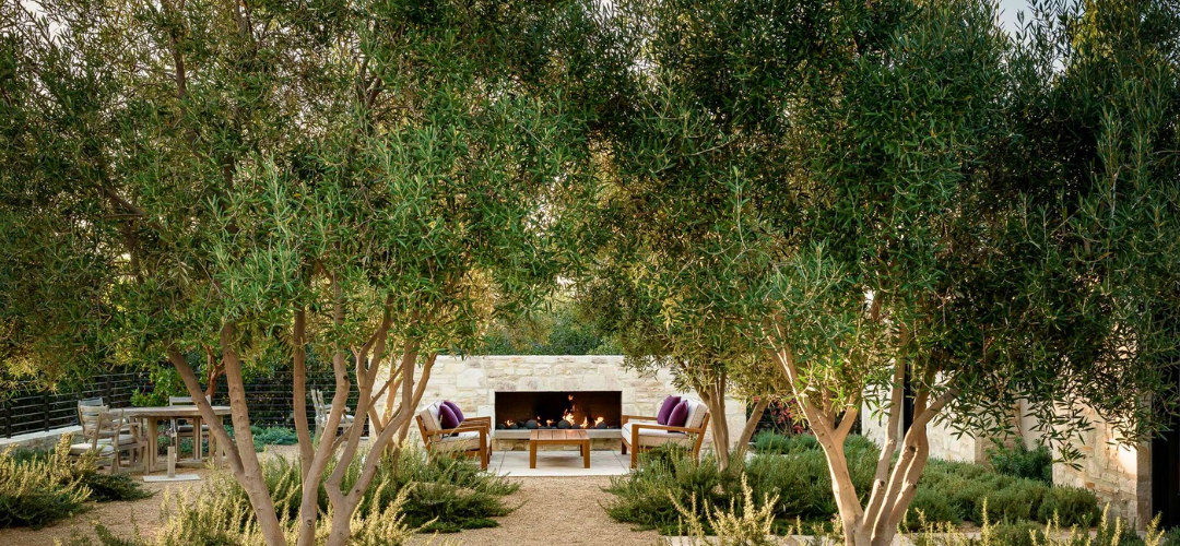 Are Olive Trees Right For Your Yard?