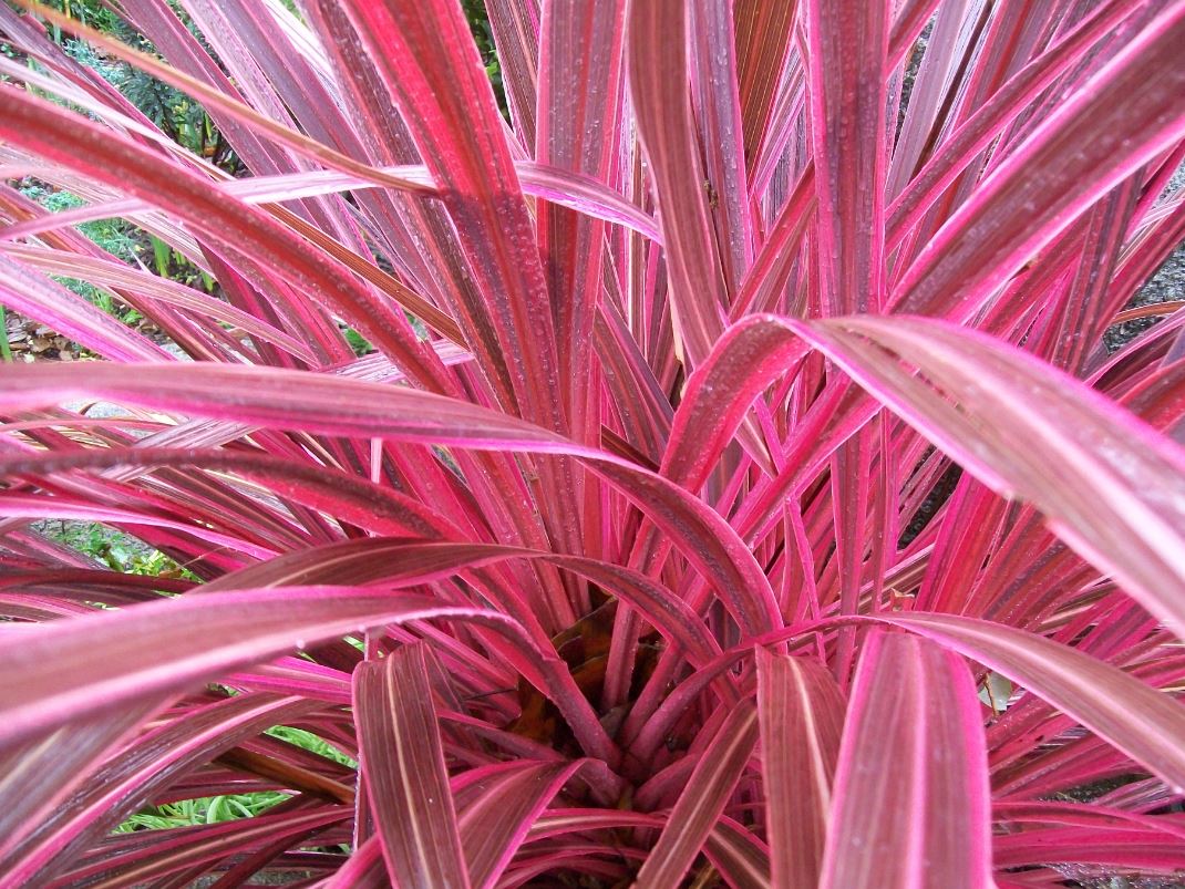 pink electric cordyline