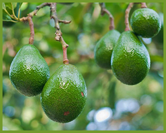 Avocado-tree.png