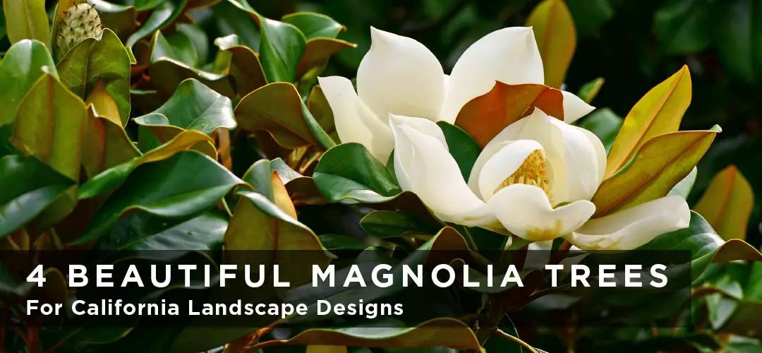 4 Beautiful Magnolia Trees for California Landscape Designs