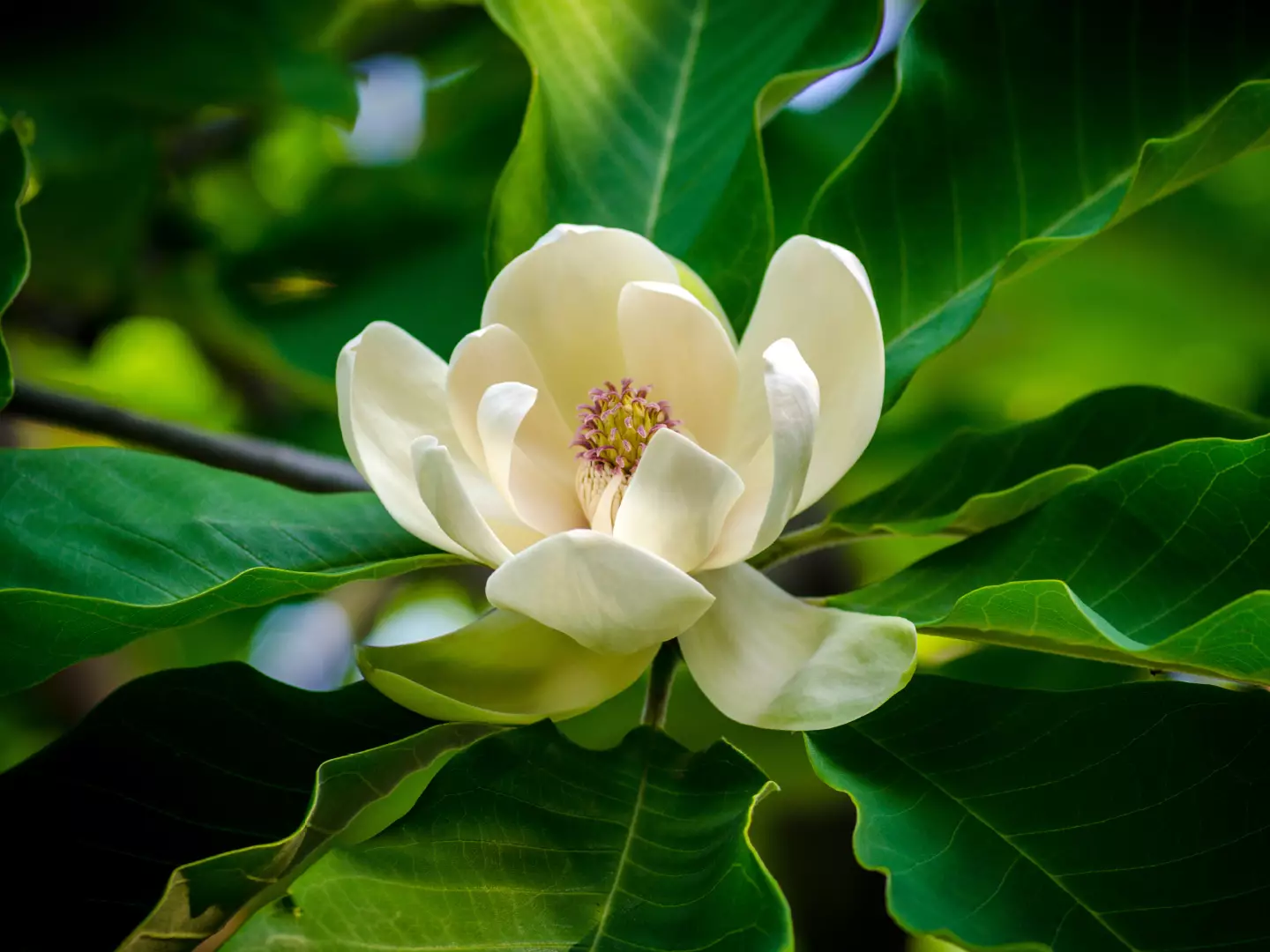 BLOG_1440x1080 Magnolias For Landscape Design-Bloom-1