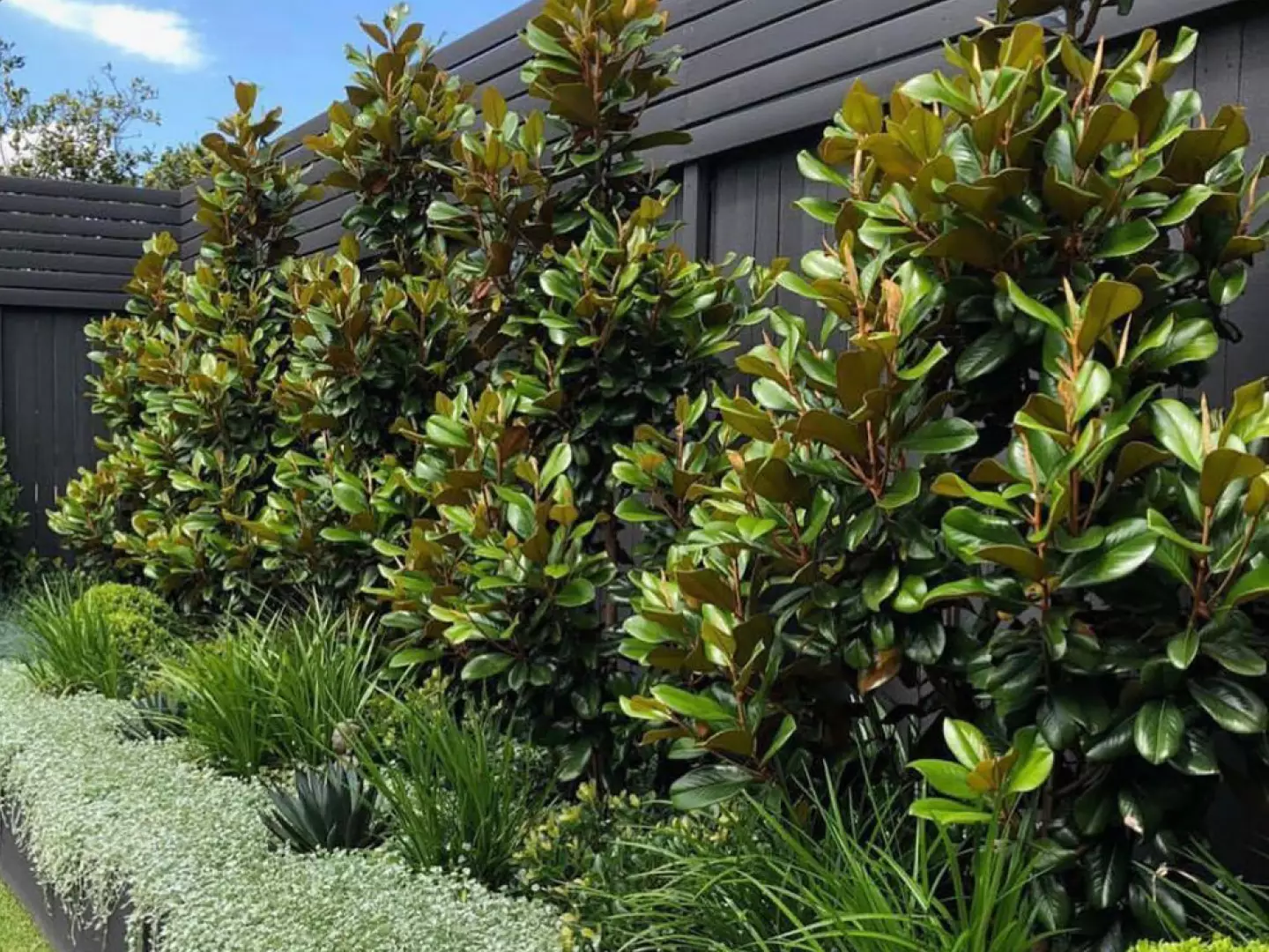BLOG_1440x1080 Magnolias For Landscape Design-Little Gem Hedge