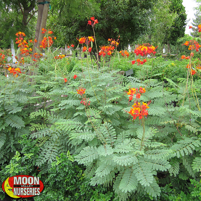 RedMexicanBirdofParadise_Shurbfull1_MVN_650x650