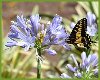 agapanthus_orig